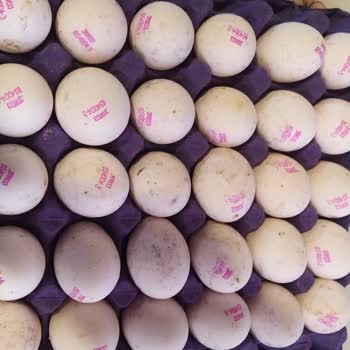 Çamaltı Çiftliği A101 Kapıda'Dan Aldığım Yumurtalar