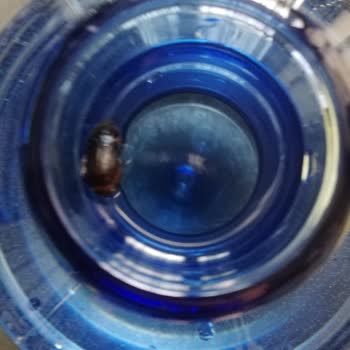 Kızılcık Su Damacana Suyun İçinden Böcek Çıktı