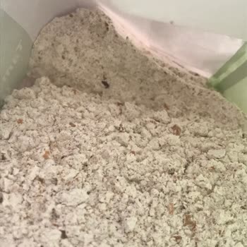 Söke Un Ve İçindeki Böcekler