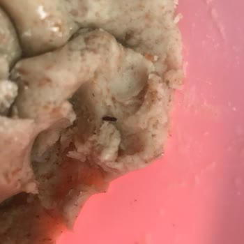 Söke Un Ve İçindeki Böcekler