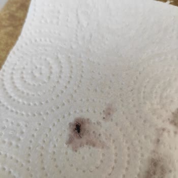 Tamek Ahududu Reçelinde Böcek