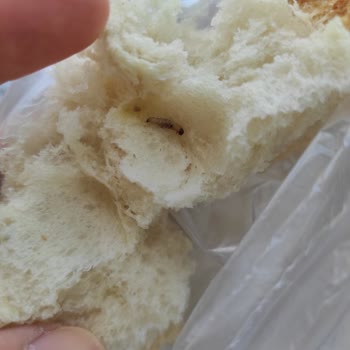 Yunus Market Kurtlu Ekmek Çıktı