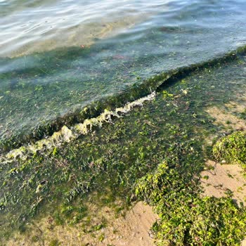 Mudanya Belediyesi Temizlik Ve Koku