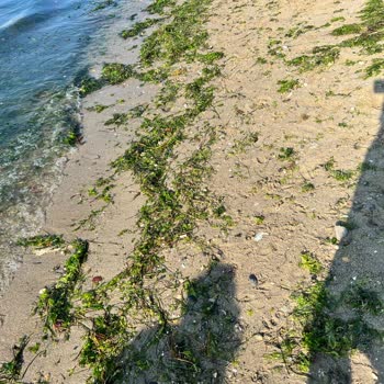 Mudanya Belediyesi Temizlik Ve Koku