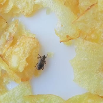 Lays Paketinden Böcek Çıktı