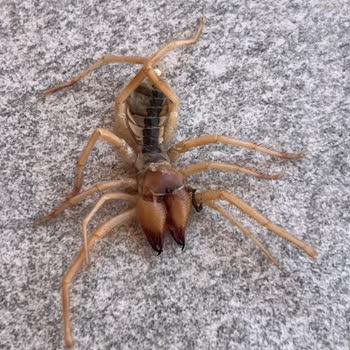 Yazlıkcım Tehlikeli Bir Tatildi