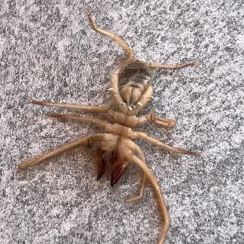 Yazlıkcım Tehlikeli Bir Tatildi