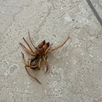 Yazlıkcım Tehlikeli Bir Tatildi