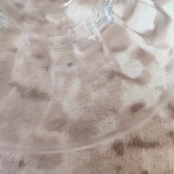 Paşabahçe İçinde Kalan Küçük Böcek İle Yapılmış Cam Bardak