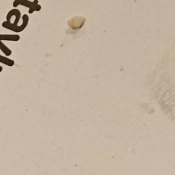 Burger King Hamburgerden Taş Çıkması