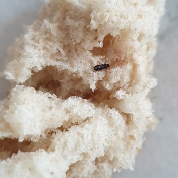 İstanbul Halk Ekmek Ekmekten Böcek Çıktı