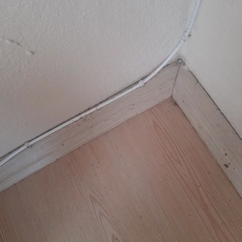 Raid Karınca Yemi Karıncaların Dostu İmiş