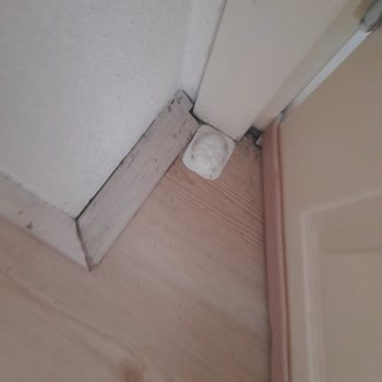 Raid Karınca Yemi Karıncaların Dostu İmiş