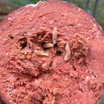 Kastamonu Sucuk Dükkanı 'nda Kurtlu Osmanlı Ürünü