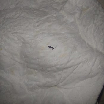 Nuh'un Ankara Makarnası Şehriye Paketinden Böcek Çıktı