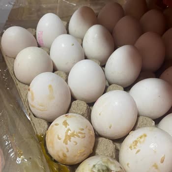 Yumurtacım Migros'un Kurtlu Yumurtaları