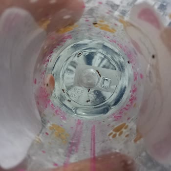 Düş Bahçesi Okulları Mağduriyeti