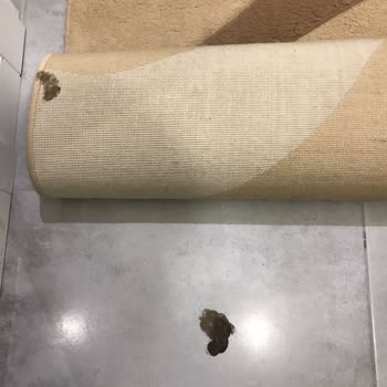 İmza Halı Koltuk Yıkama (Avcılar) Halılarım Pis Geldi