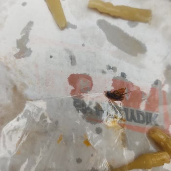 Dilos Döner Dürümden Sinek Çıktı