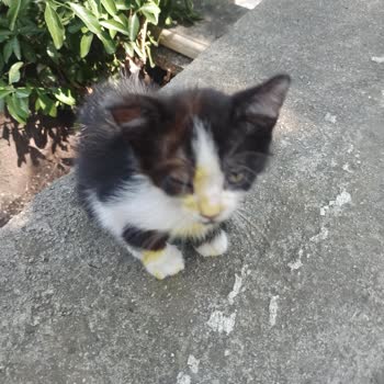 İstanbul Büyükşehir Belediyesi Eyüp Sultan Mezarlığı Kedilere Zulüm