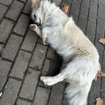 Keşan Belediyesi Haksız Yere Barınağa Alınan Köpek İçin Alındığı Yere İade Talebi