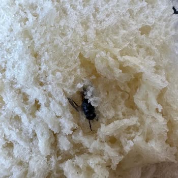 BİM Markette Satılan Bazlamadan Böcek Çıktı