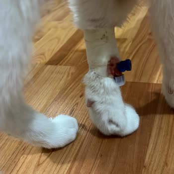 Clubvet Hayvan Hastanesi İlgisiz Tavır, Adam Yerine Konmamak