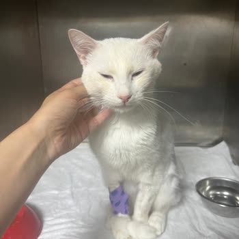 Clubvet Hayvan Hastanesi İlgisiz Tavır, Adam Yerine Konmamak