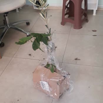 Yalova Su Fidan Görselle Gelen Ürün Arasında Ki Fark Ve Temsili Olduğu Bildirilmemiş