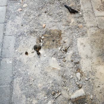 Karşıyaka Belediyesi Köpek Kakası Biriken Kaldırım Taşlarının Döşenmesi.