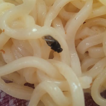 Indomie Noodle İçinde Ölü Sinek Çıktı