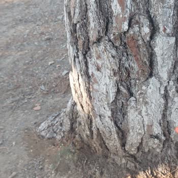 İzmir Büyükşehir Belediyesi İzmir Mezarlıklar Müdürü