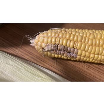 Tazedirekt Ve Kurtlu Yiyecekler