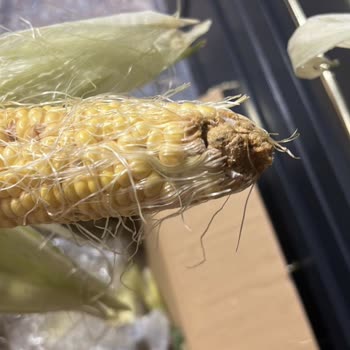 Tazedirekt Ve Kurtlu Yiyecekler