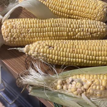 Tazedirekt Ve Kurtlu Yiyecekler