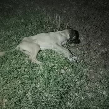 Ayvacık Belediyesi Yaralı Köpek Sorunu