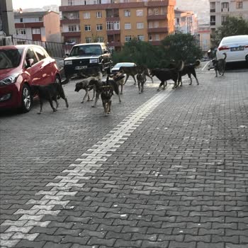 İBB - İstanbul Büyükşehir Belediyesi Esenyurt Başıboş Köpek Sorunu