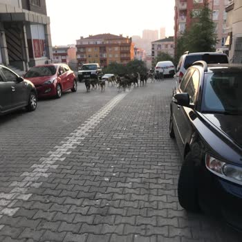 İBB - İstanbul Büyükşehir Belediyesi Esenyurt Başıboş Köpek Sorunu