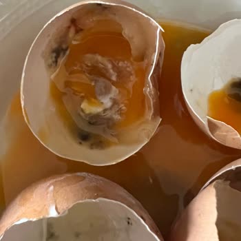 Çağrı Market Yaylapınar Çiftliği Yumurta Küflü Bozuk