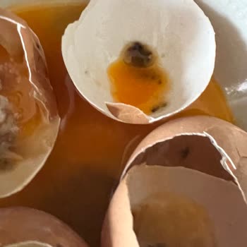 Çağrı Market Yaylapınar Çiftliği Yumurta Küflü Bozuk