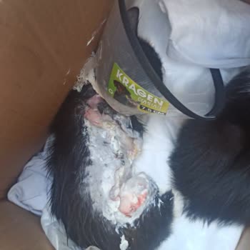 Eyüpsultan Belediyesi Üzerlerine Asit Kezzap Dökülmüş Kediler