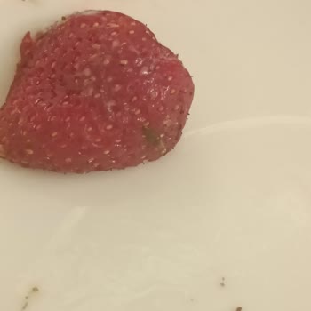 Well Palace Side Vaat Edileni Vermeyen Otel!