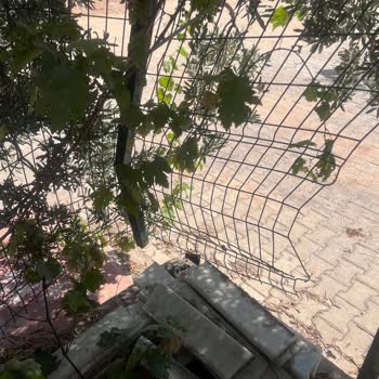 Didim Belediyesi Belediye Yanlışlıkla Bahçemize Zarar Vermiş