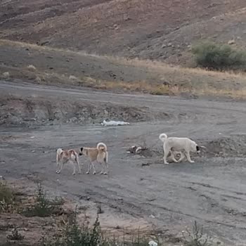 TOKİ Saldırgan Sokak Hayvanları