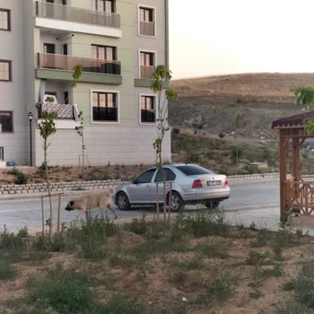 TOKİ Saldırgan Sokak Hayvanları