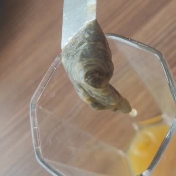 Dimes Kayısı İçeceğinden Küflü Veya Çürük Bir Şey Çıktı