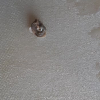 Yurdum Konserve Yurdum Marka Garnitürden Salyangoz Çıktı