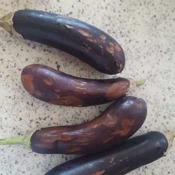 Vestel NF64012 Ex Bozuk Buzdolabını Değişim Yapmıyor