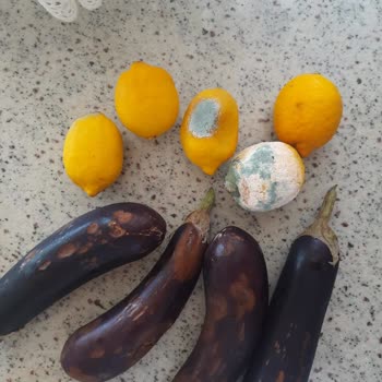 Vestel NF64012 Ex Bozuk Buzdolabını Değişim Yapmıyor