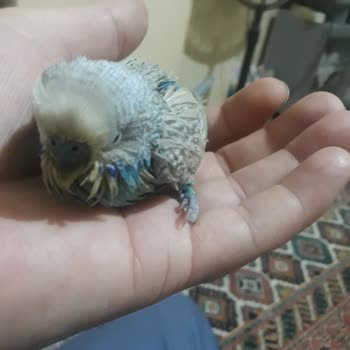 Şirinpati Veteriner Kliniği Yanlış Tedavi Verdi